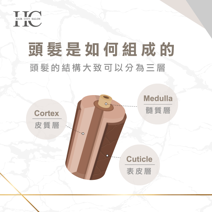 頭髮是如何組成的-台中燙髮推薦