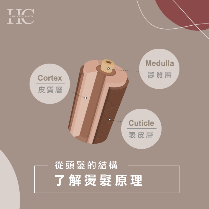 頭髮的結構說明-燙髮方式